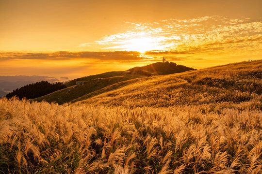 A field of Japanese pampas grass (susuki) that shines golden and sunset at Oishi plateau in Autumn, Wakayama prefecture, Japan.