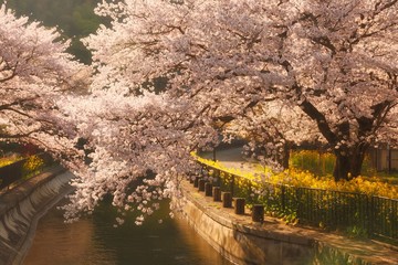 Cherry blossoms at Biwako sosui in Spring, Kyoto, Japan
