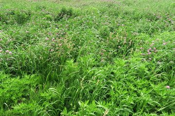 詰め草咲く初夏の野原風景