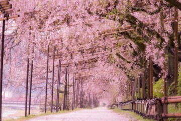 Naklejka premium Tunnel-like weeping cherry blossoms on Nakaragi Path (Kamogawa River), Kyoto, Japan