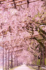 Tunnel-like weeping cherry blossoms on Nakaragi Path (Kamogawa River), Kyoto, Japan