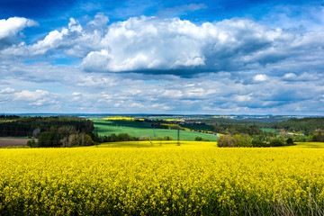 Obraz premium Yellow fields, flowers of rape, colza. Agriculture, spring in Czech Republic.