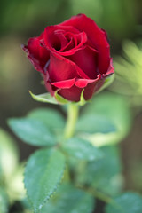 Fresh red rose