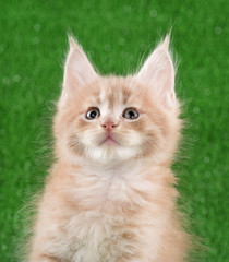 Maine Coon kitten