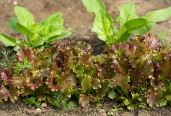 Fresh green lettuce