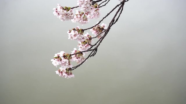 みぞれと桜