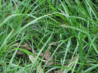 green grass background
