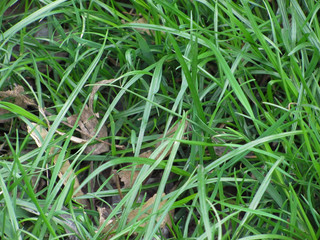 green grass background
