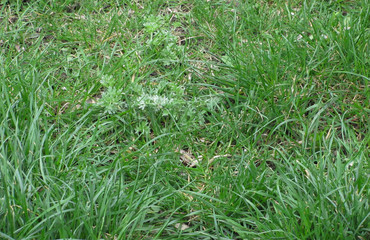 green grass background