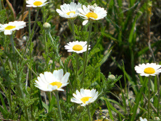 daisies in green and brown grass background