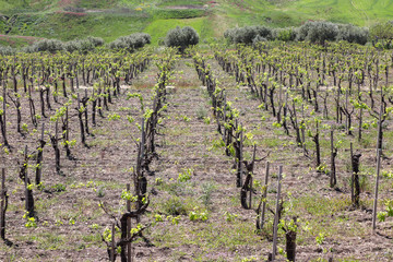 Fototapeta na wymiar vineyard in Sicily Italy (Agrigento Province) 