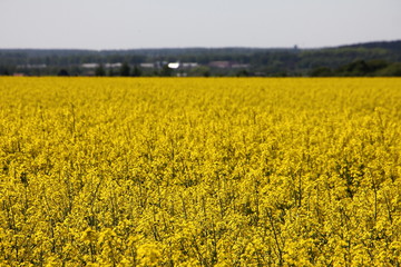 Obraz premium Yellow blossom canola field with forest on horizon background - sunny summer day farming landscape