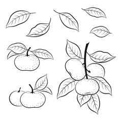 Set of Tangerines, Mandarins Orange Fruits and Leaves, Black Pictograms Isolated on White. Vector