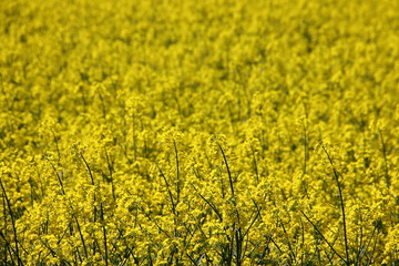 Yellow blossom rape field - botanical texture for backdrop