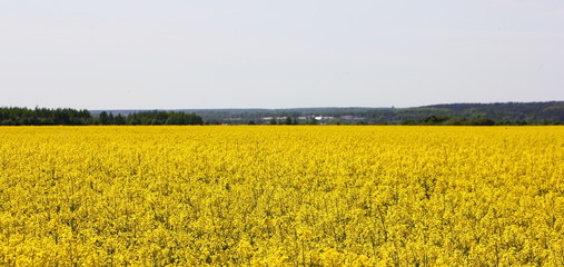 Yellow blossom rapseed field with forest on horizon on clear cky background - sunny summer day farming landscape