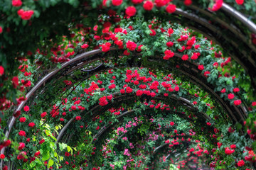 Fototapeta premium tunnel of roses