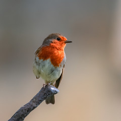 Robin standing in the garden, portrait