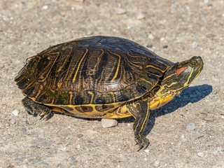 Red-eared slider which is an invasive species and has been banned in some states as a pet. 