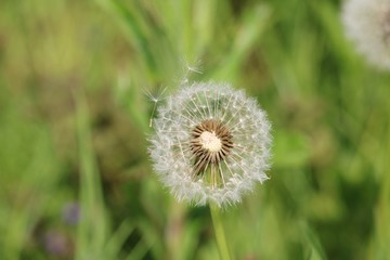 Dandelion in the grass with lost seeds