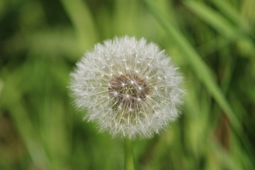 Dandelion in the grass with all seeds