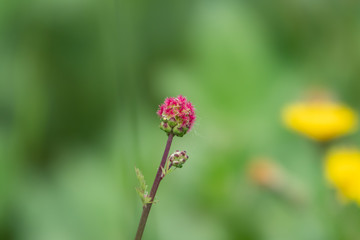 Salad Burnet Flowers in Bloom in Springtime