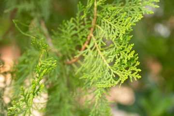 Pine trees of green leaves