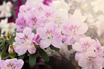Obraz premium Azalea flowers. Pink azalea