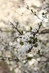 Fototapeta premium A blossoming tree is a plum. Flowering tree.