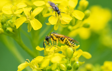 Small Hornet On Yellow Flower
