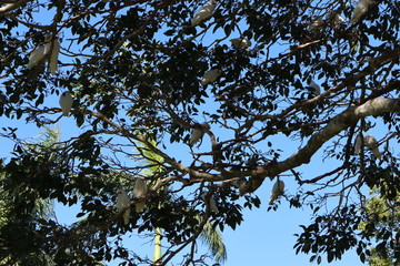 1 BIRDS IN TREE