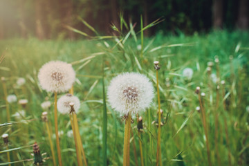 White fluffy dandelions, natural blurred spring background.