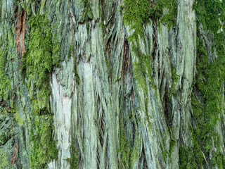 Obraz premium Tree bark background or texture pattern, abstract background and texture for design