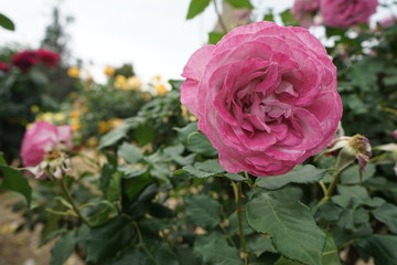 ピンク色のバラ