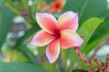 Frangipani Flower Or Leelawadee