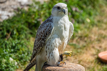 Falconry