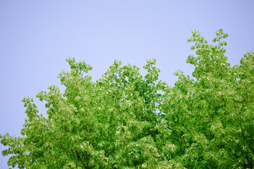 trees with green leaves and a blue sky on a sunny day