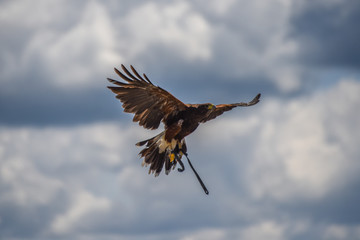 Falconry