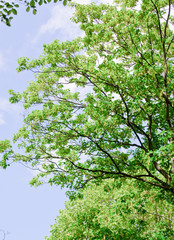 Fototapeta premium trees with green leaves and a blue sky on a sunny day