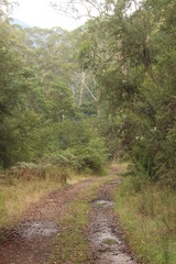 Fototapeta na wymiar forest trail