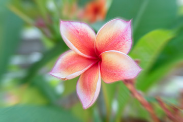 Beautiful frangipani flowers on a blurred background