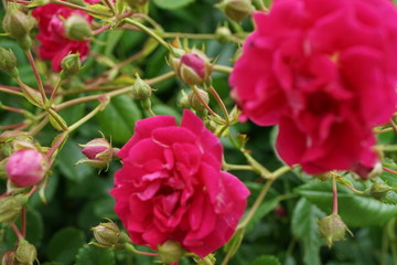 赤いバラの花