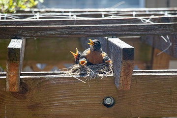 Baby Robins