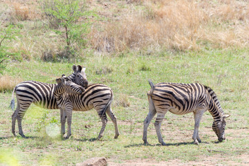 Fototapeta na wymiar Zebras at the Pilanesberg National Park in Pilanesberg, South Africa