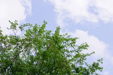 Obraz premium trees with green leaves and a blue sky on a sunny day