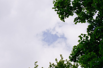 trees with green leaves and a blue sky on a sunny day