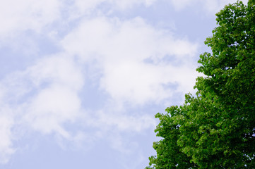 trees with green leaves and a blue sky on a sunny day