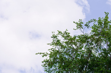 trees with green leaves and a blue sky on a sunny day
