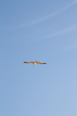 Hering gull flying against blue sky.
