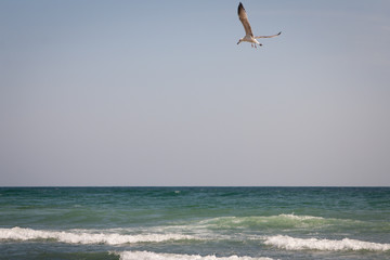 Sunset seagulls birds sea panorama