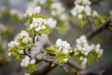  apple blossom